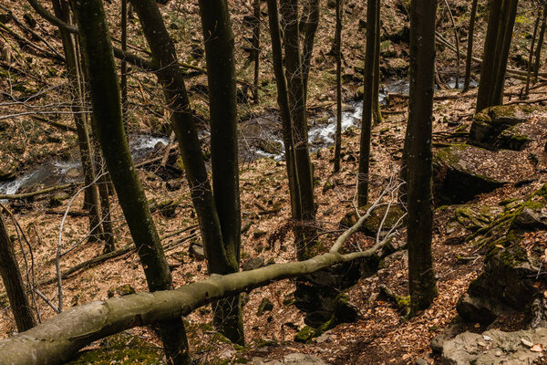 High angle view of trees and stones near mountain creek in forest 