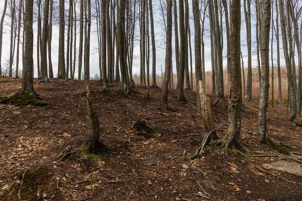 Forest on mountain hill in autumn 