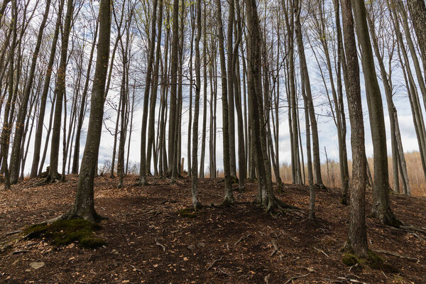 Trees on hill with sky at background in mountain forest 