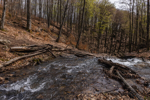 Mountain creek near trees in forest 