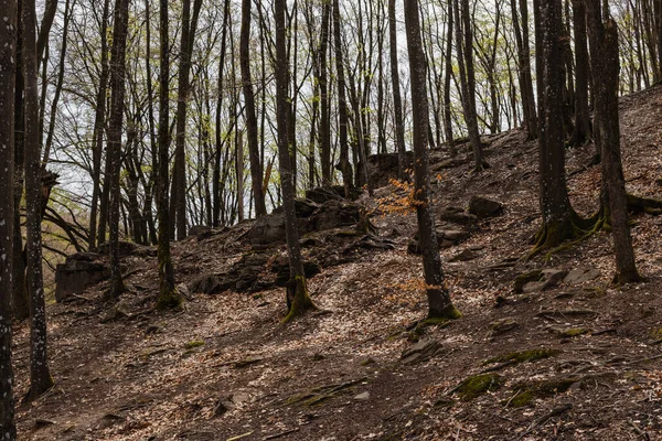 Stones and trees on hill in mountain forest 
