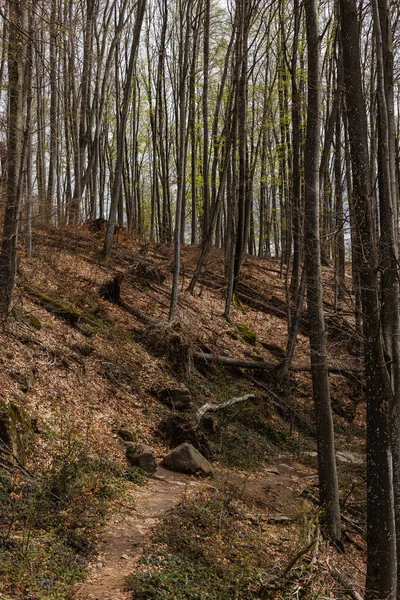 Pathway Trees Hill Mountain Forest — ストック写真