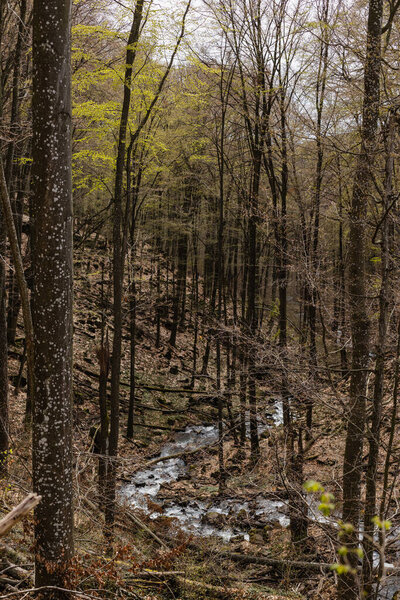 Mountain creek and woods in autumn forest