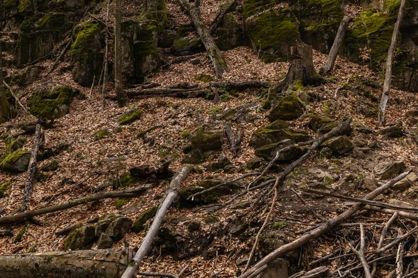 Wooden logs near moss and dry leaves on hill in forest 