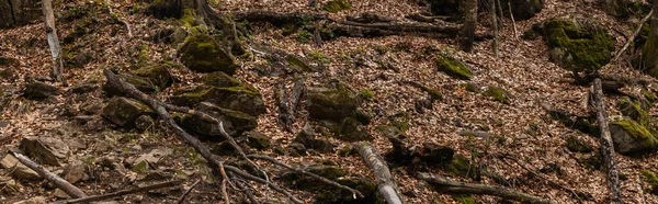 Dry leaves and stones in moss on hill in forest, banner 
