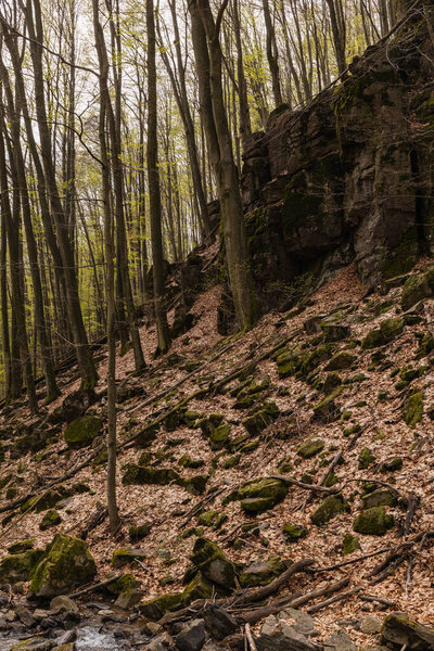 Woods and stones in moss on hill in mountain forest 