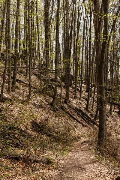 Stezka Mezi Lesy Lese Jaře — Stock fotografie