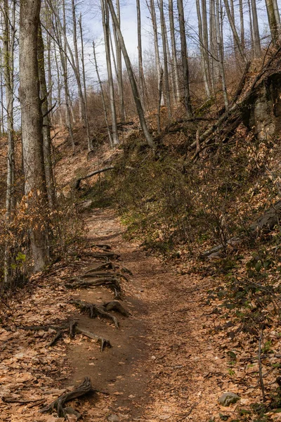 山の森の小道に乾いた葉 — ストック写真