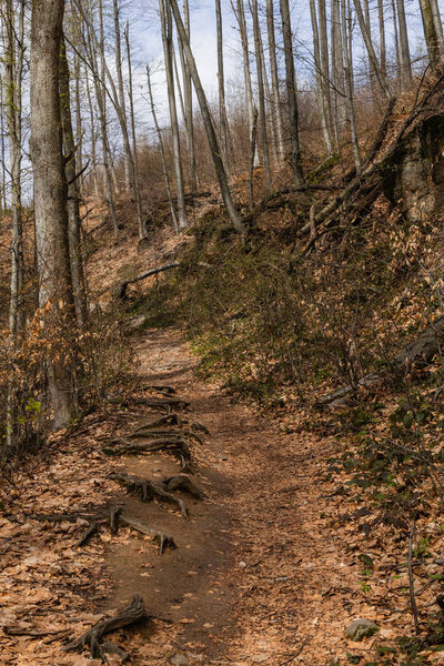 Dry leaves on pathway in mountain forest 