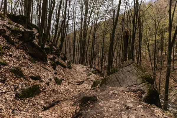 Large stones with dry leaves in mountain forest 