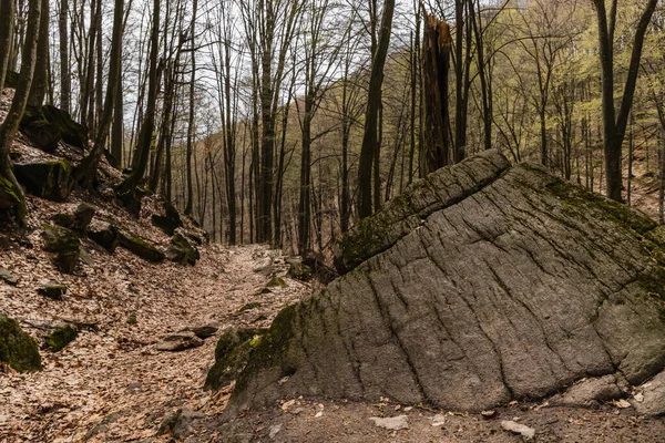 Большие Камни Возле Тропы Сухие Листья Горном Лесу — стоковое фото