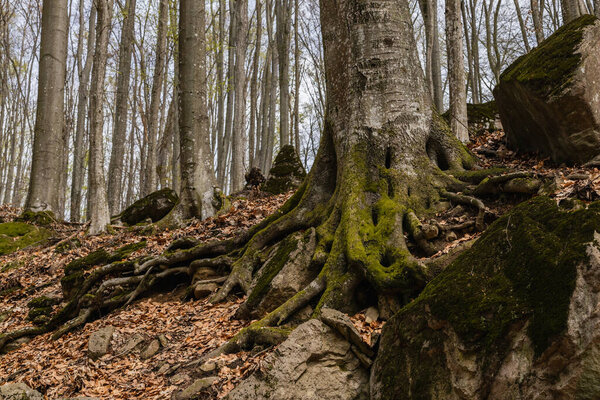 Moss on tree trunk near dry leaves in forest 