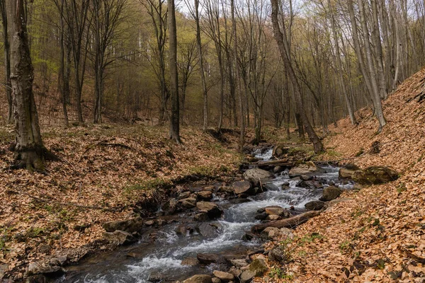 山の森の落ち葉に近い川や石 — ストック写真