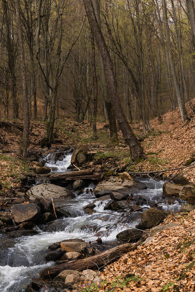 River near trees and fallen leaves on hills in mountain forest 