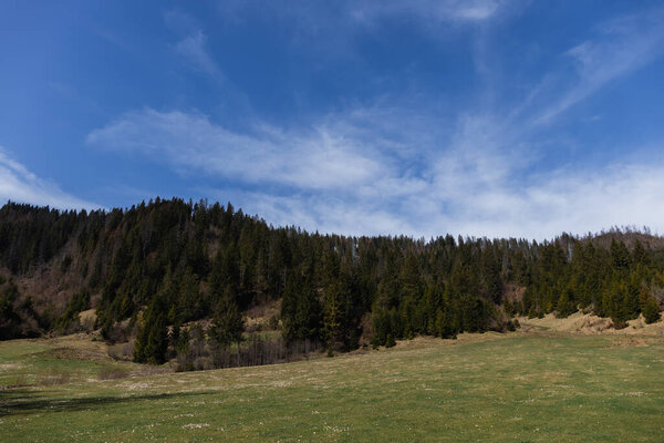 Forest on mountains with blue sky at background 