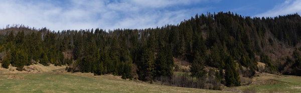 Trees on mountains with blue sky at background, banner 
