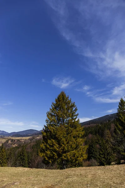 Evergreen trees with mountains and blue sky at background 