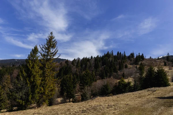 Spruce trees on mountains with blue sky at background 