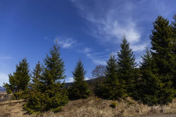 Spruce trees on hill in mountains with blue sky at background 