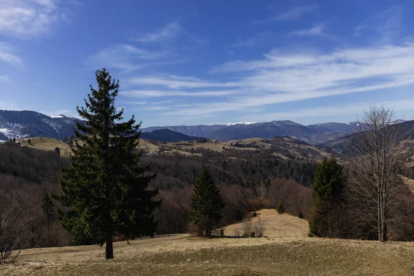 Evergreen trees on lawn with mountains and sky at background 