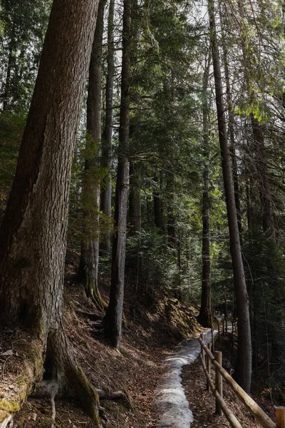 Spruce Ormanı Nda Çitlerin Yanındaki Yol — Stok fotoğraf