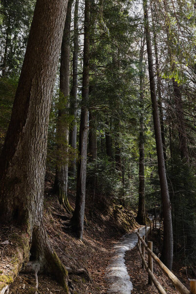 Pathway near fence in spruce forest 