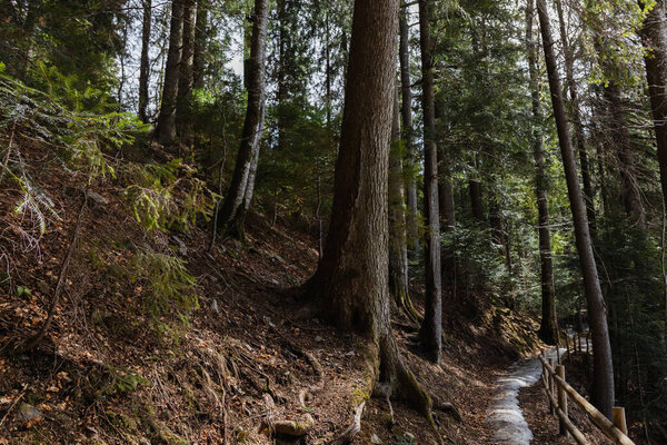 Spruce trees on hill near pathway in mountains 