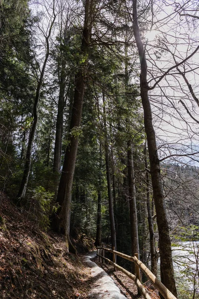 Fence near path in evergreen forest 