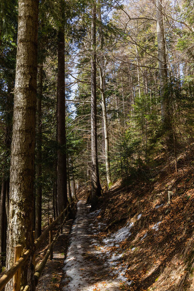 Pathway with fence in spruce forest in mountains 