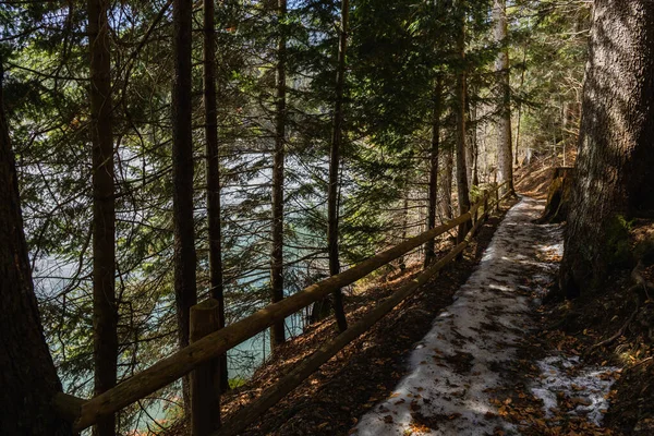 Trail with fence in spruce forest in spring 