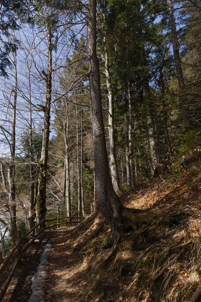 Ormandaki Tepenin Yanındaki Ağaçlara Giden Yol — Stok fotoğraf