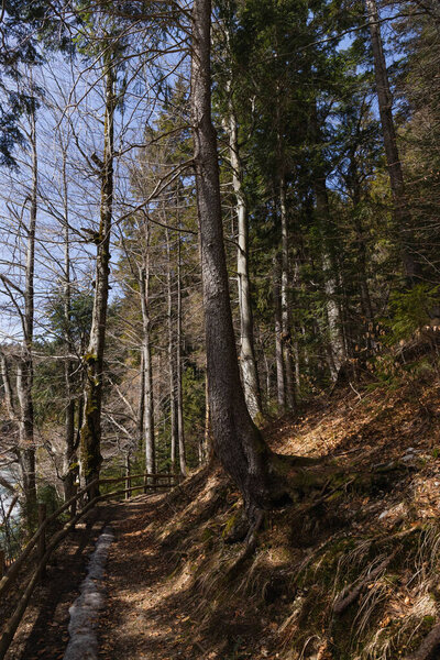 Pathway near trees on hill in forest 