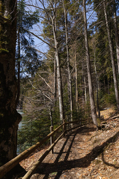Spruce trees near walkway with fence in forest 