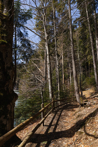 Еловые деревья возле аллеи с забором в лесу 