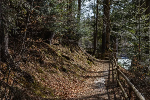 森の中の木柵のある道 — ストック写真