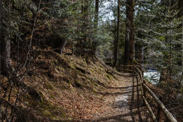 Pathway with wooden fence in forest 
