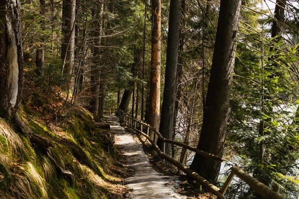 Väg Med Staket Nära Mossa Och Träd Kulle Skogen — Stockfoto