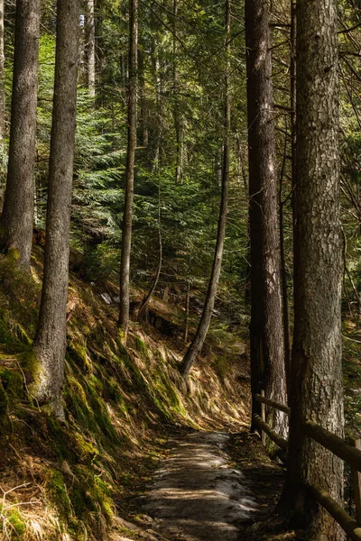 Chodník Mezi Věčně Zelenými Stromy Mechem Kopci Lese — Stock fotografie