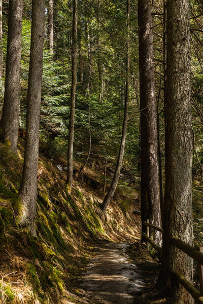 Walkway between evergreen trees and moss on hill in forest 
