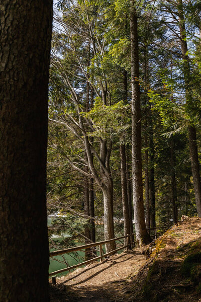 Walkway and spruce trees with sunlight near lake in forest 