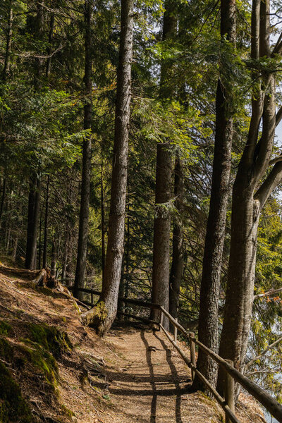 Path with fence between trees with sunlight in forest 