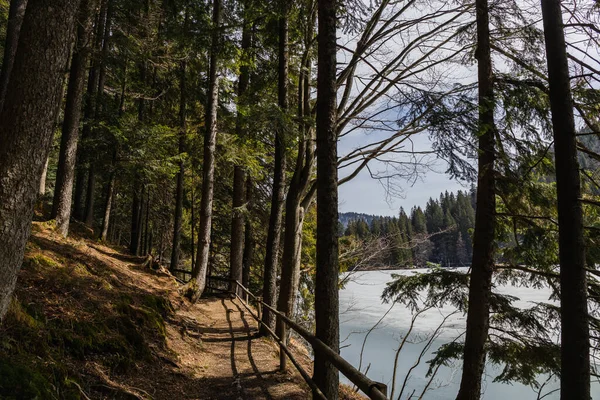 Path Sunlight Lake Snow Forest — Stock Photo, Image