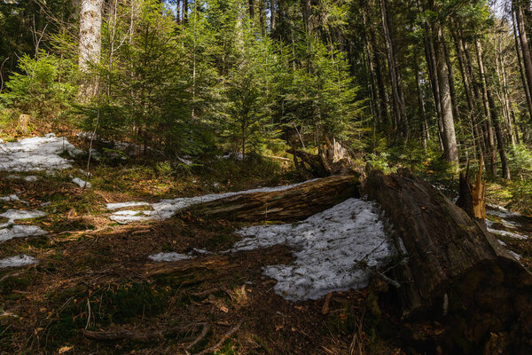 Snow on ground in forest in spring 