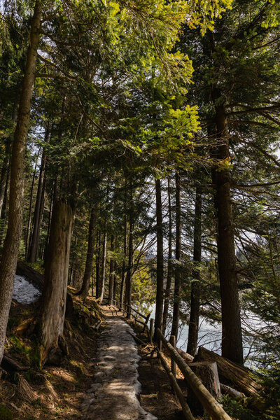 Pathway with snow near trees in forest in spring 
