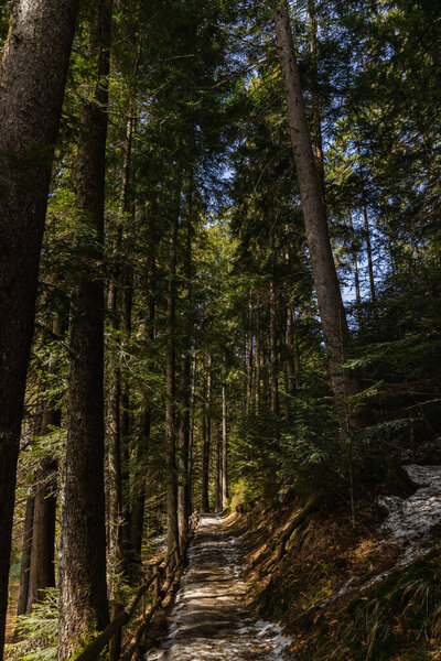 Tall spruce trees near walkway in forest in spring 