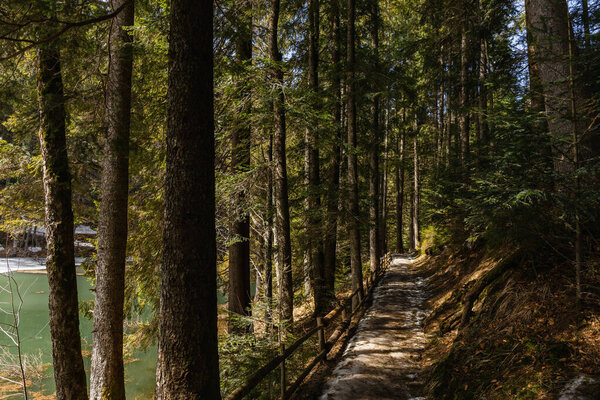 Path with sunlight near lake in spruce forest 