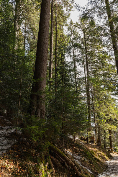 Evergreen forest on hill in mountains 