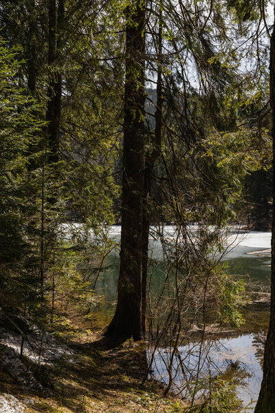 Spruce trees on hill near lake in spring 
