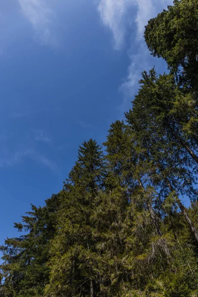 Bottom view of spruce trees with blue sky at background 