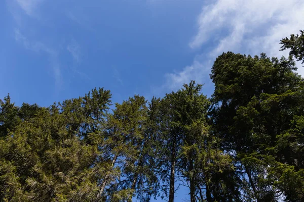 Bottom view of evergreen trees with blue sky at background 